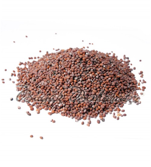 Th Turp Tohumu 100 gr